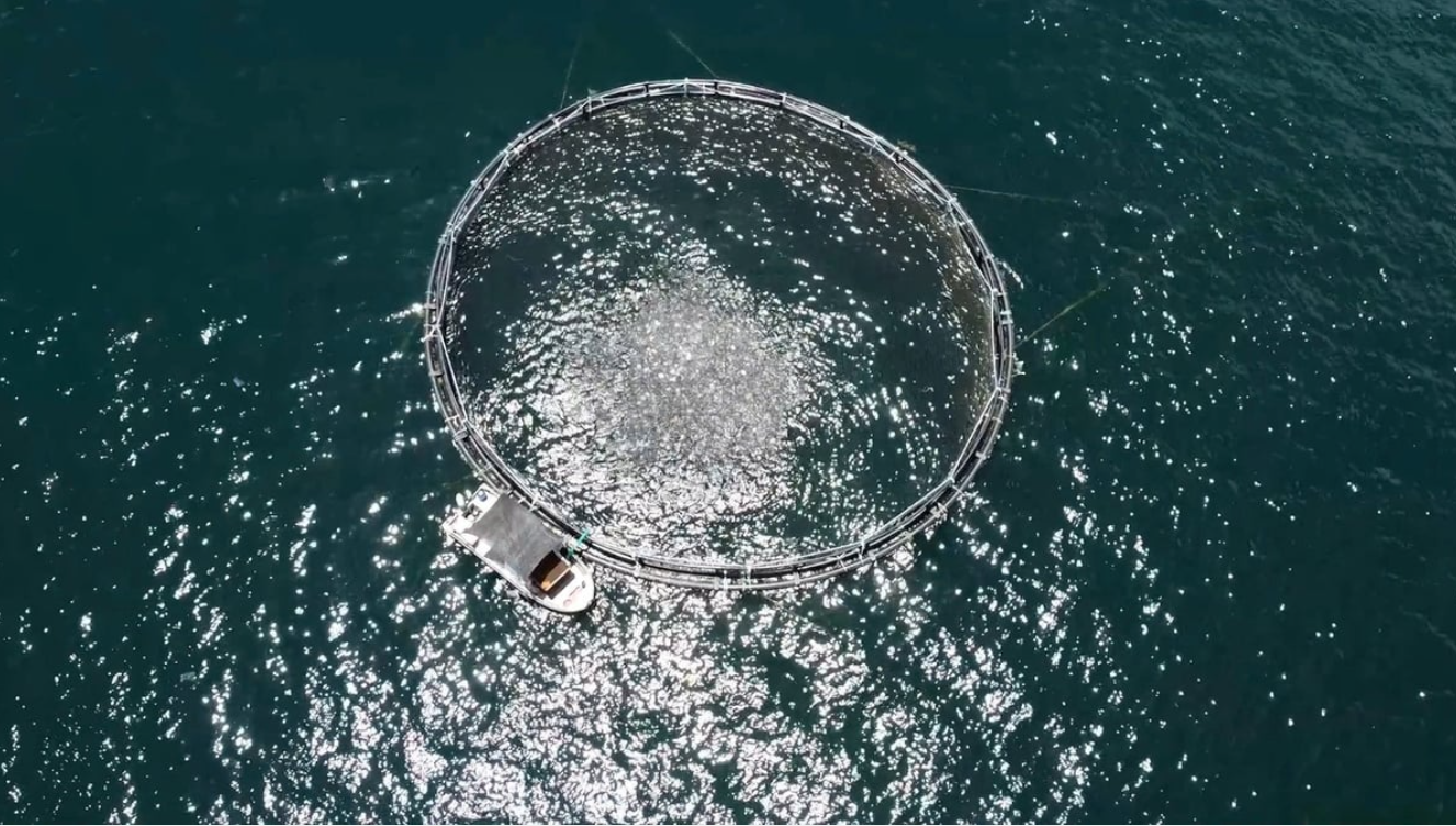 Vietnam’s seafood industry achieves sustainable growth: Mariculture, steady steps to the future